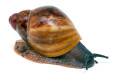 Archachatina marginata ssp. Ikom, Nigeria juvenil
